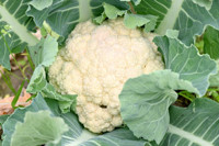 Brassica oleracea, Cauliflower, White Cauliflower, Orange Cauliflower, Purple Cauliflower, Green Cauliflower, Brassica oleracea Botrytis Group, Brassica oleracea var. botrytis